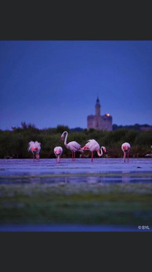 O 36 Rempart Sud B&B Aigues-Mortes Zewnętrze zdjęcie